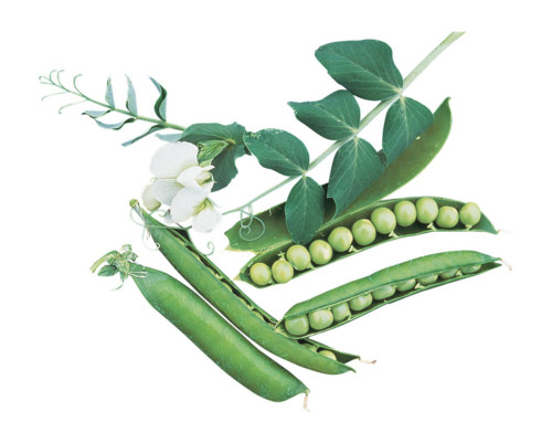 Go to Sweet Pea Activity Guide